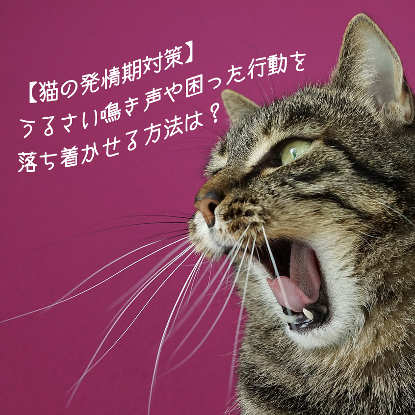 【猫の発情期対策】うるさい鳴き声や困った行動を落ち着かせる方法は？
