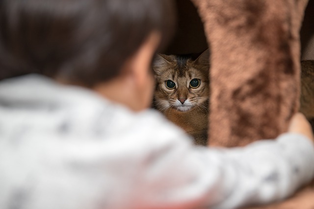animal-2179166_640