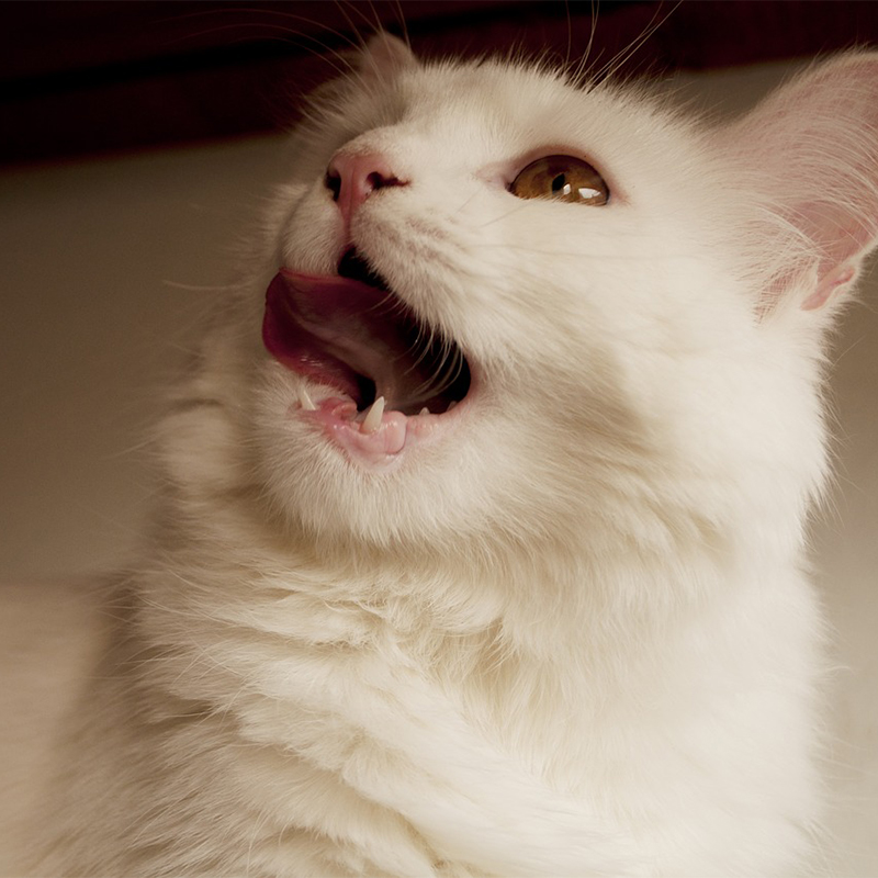 猫の歯周病予防に歯磨きは必要？歯ブラシではなくおやつで歯磨きって！？