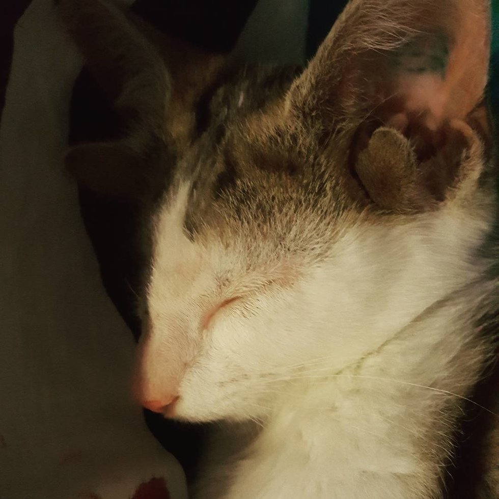 奇跡 子猫