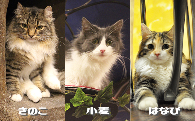 ノルウェージャンフォレストキャット
