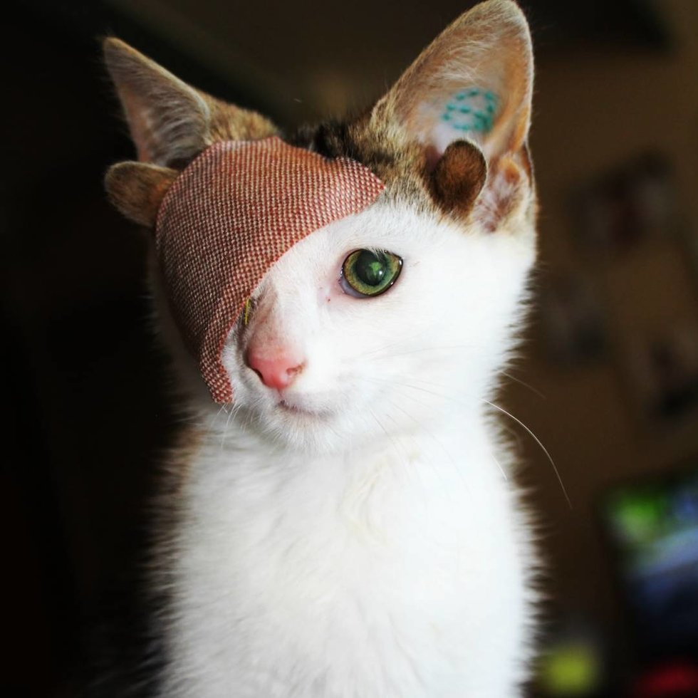 奇跡 子猫