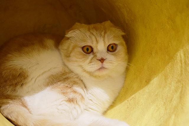 スコティッシュフォールド 猫カフェ ミネット