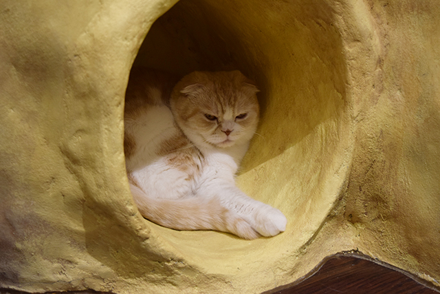 スコティッシュフォールド 猫カフェ ミネット