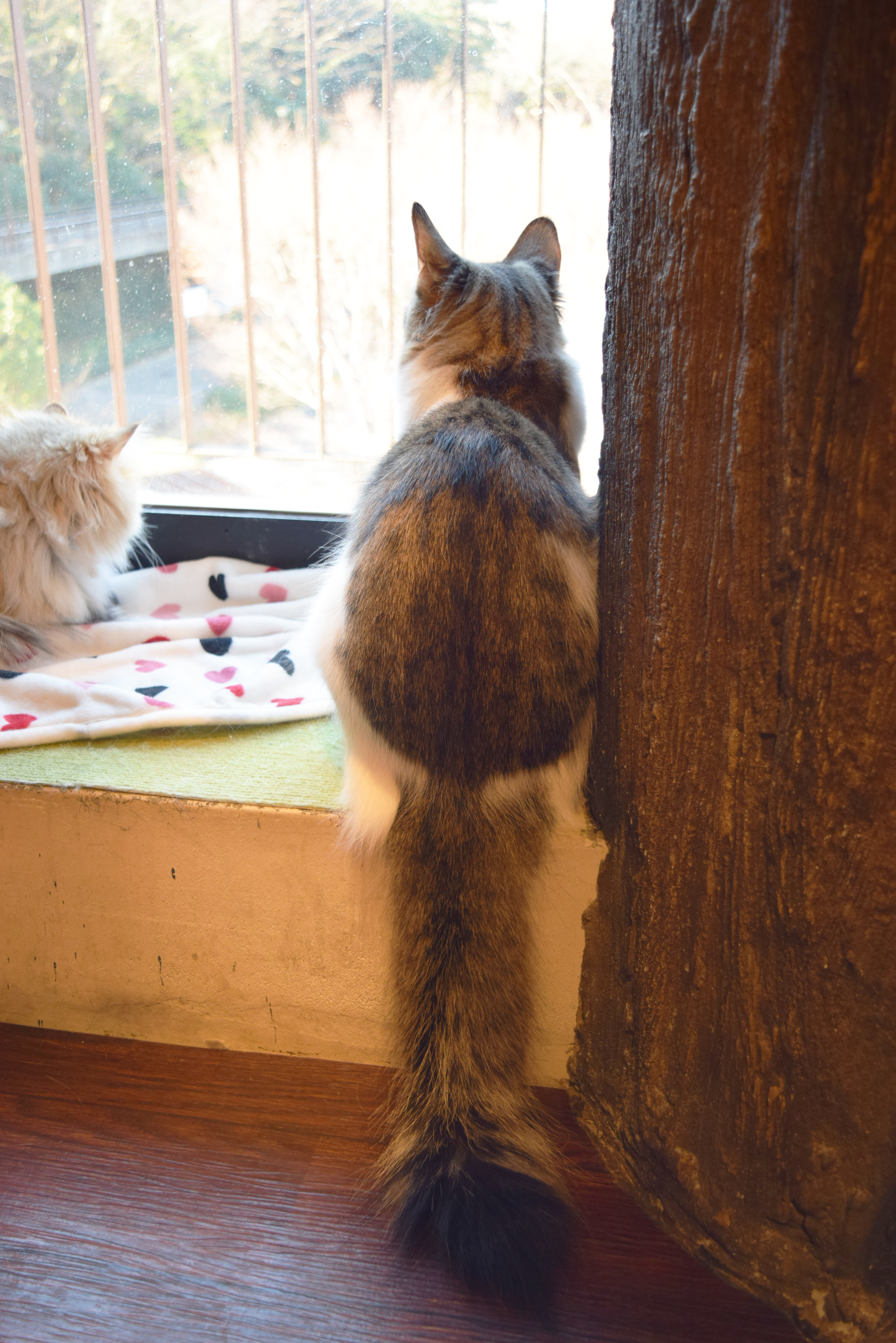 ノルウェージャンフォレストキャット