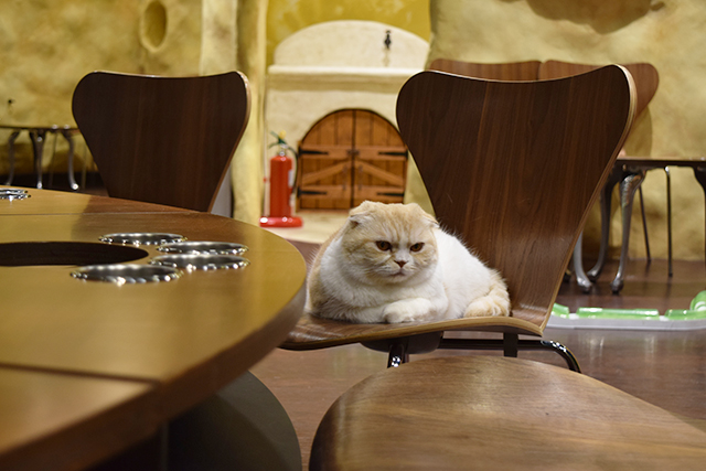 スコティッシュフォールド 猫カフェ ミネット
