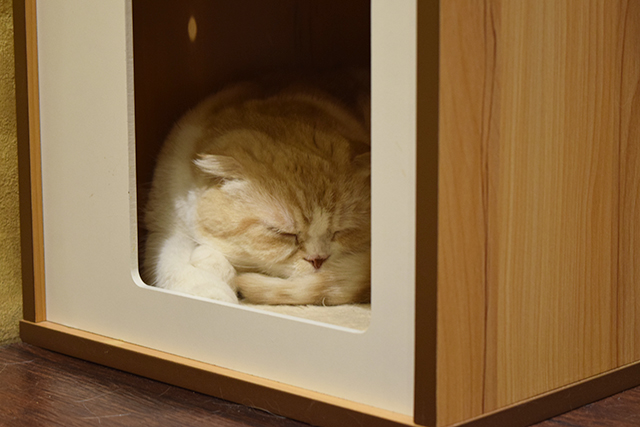 スコティッシュフォールド 猫カフェ ミネット