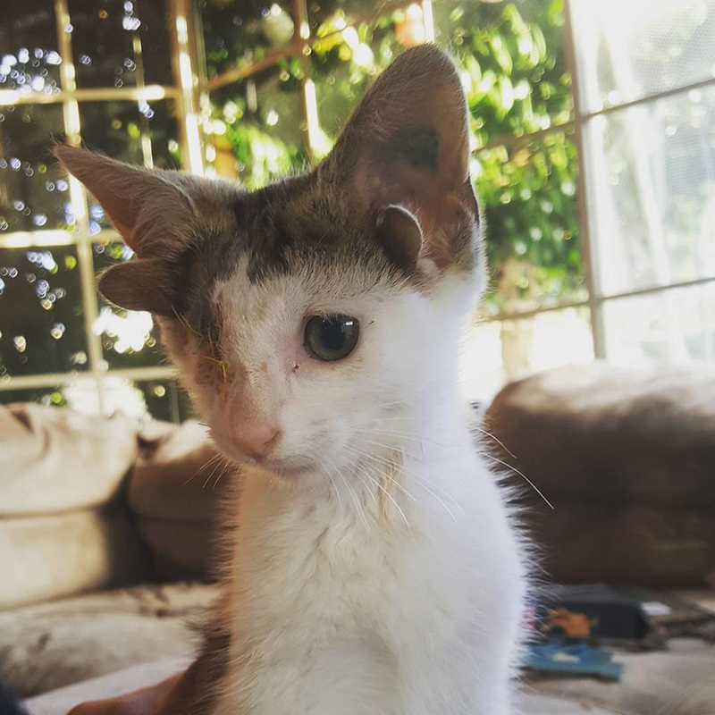 4本の耳を持つ片目の子猫フランキー！手術を乗り越え奇跡の出会いを果たす