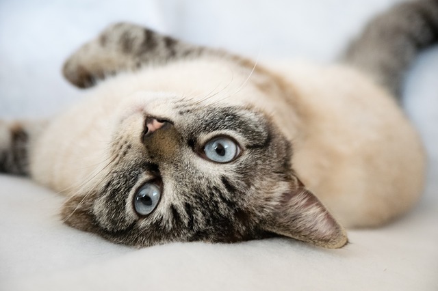 猫 脱走 逃げる