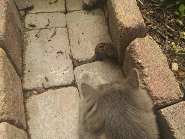catmunk1