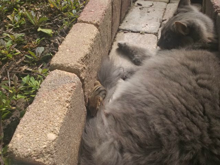 catmunk2