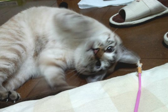 猫パンチ