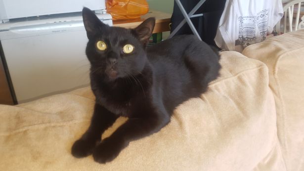 黒猫