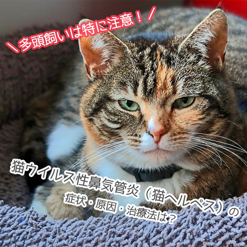 【獣医師監修】猫ウイルス性鼻気管炎（猫ヘルペス）の症状・原因・治療法は？