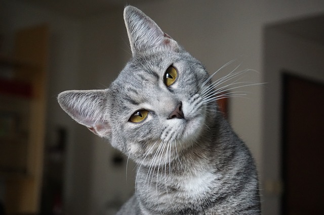 猫,犬化