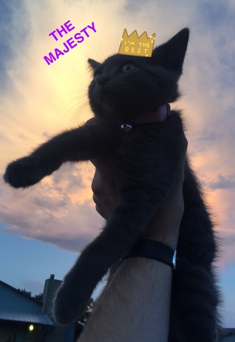猫,海外エンタメ,スペースキャット