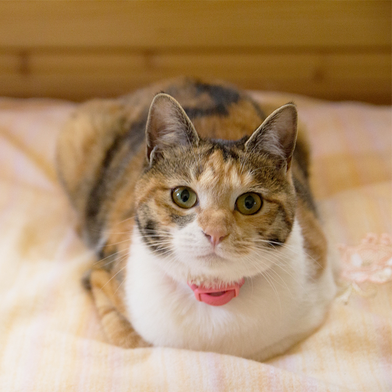 雑種の猫の種類8選 日本で一番多い雑種猫の性格や魅力を大解剖