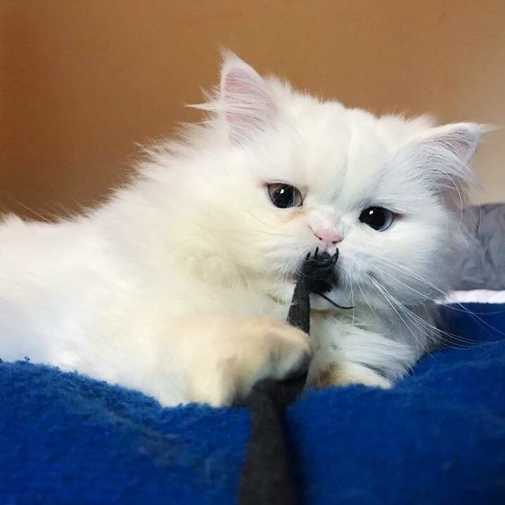 海外,猫