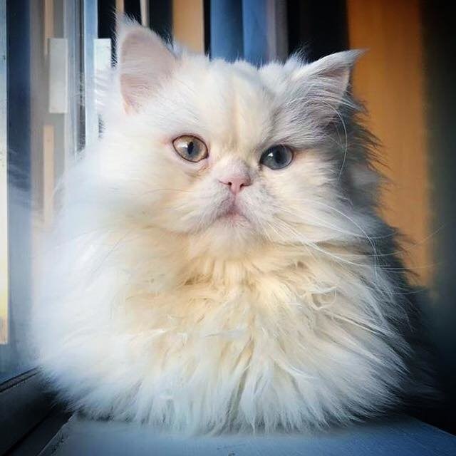 海外,猫