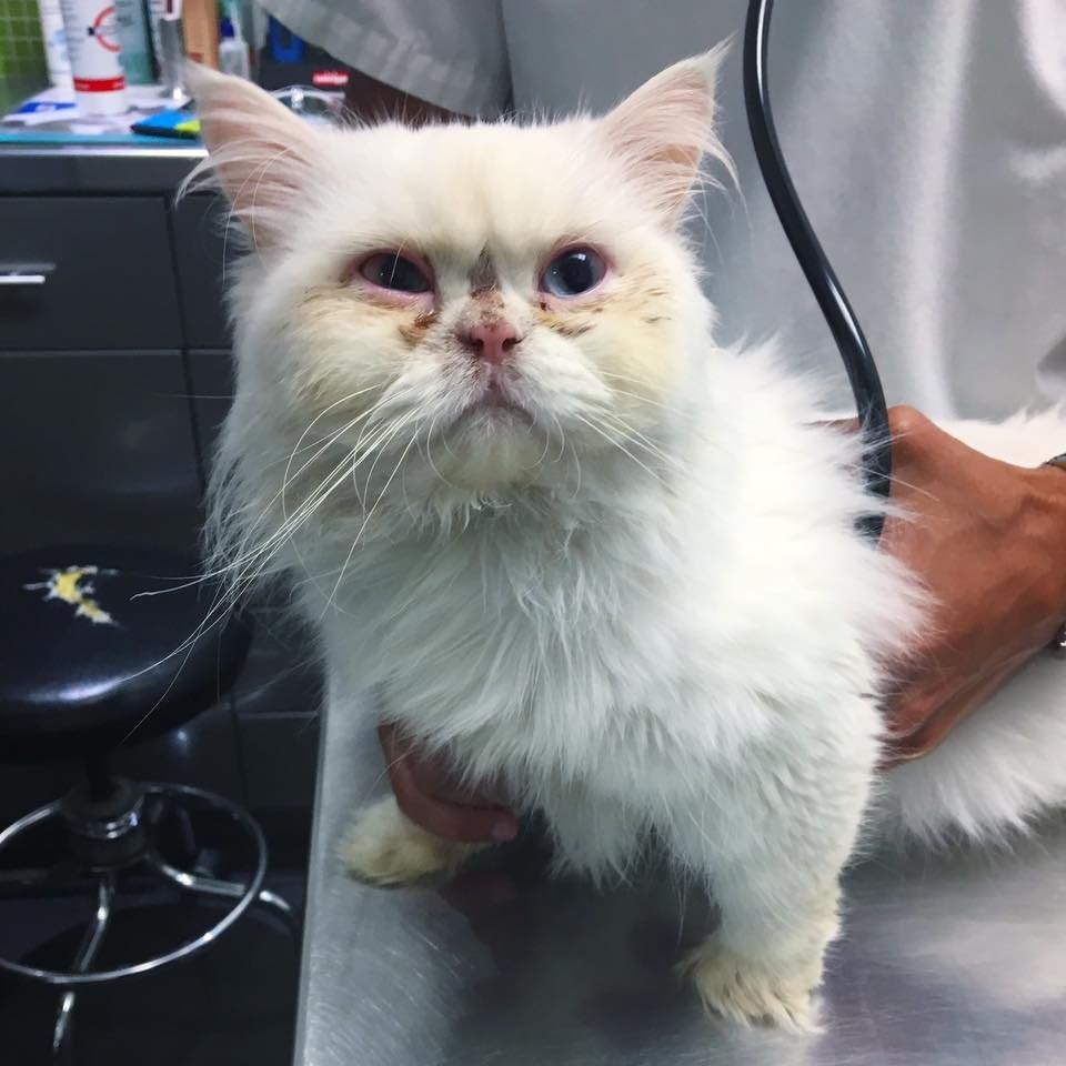 海外,猫