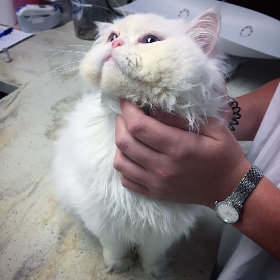 海外,猫