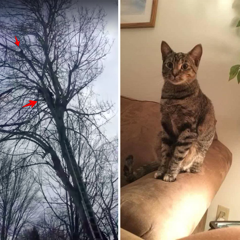 高い木の上から降りれないまま9日間…ピンチの子猫を救った驚きのヒーローの正体は？