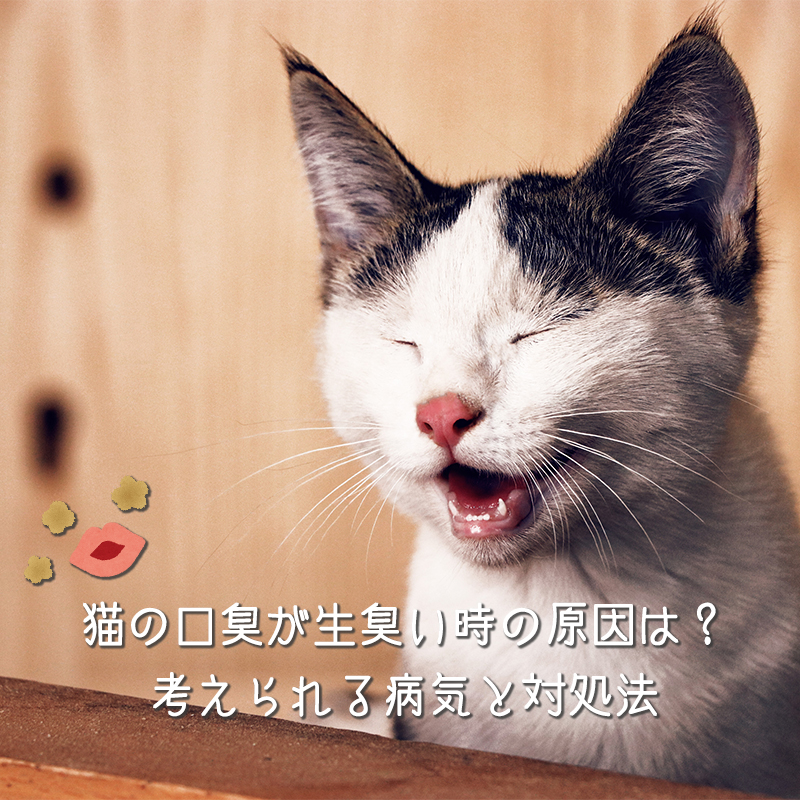 猫の口臭が生臭い時の原因は？考えられる病気と対処法