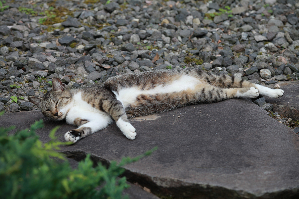 お腹を見せて寝ている猫