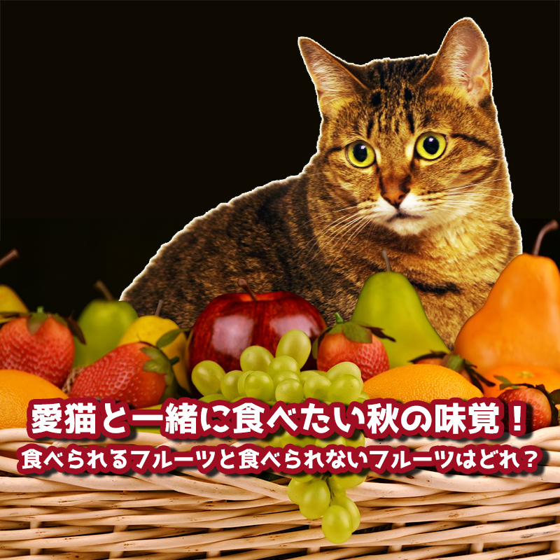 愛猫と一緒に食べたい秋のフルーツ！ぶどうやイチジクが危険って本当？