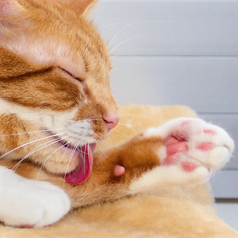 【獣医師監修】猫の肉球の怪我の治療法は？乾燥対策で健康な肉球を保とう