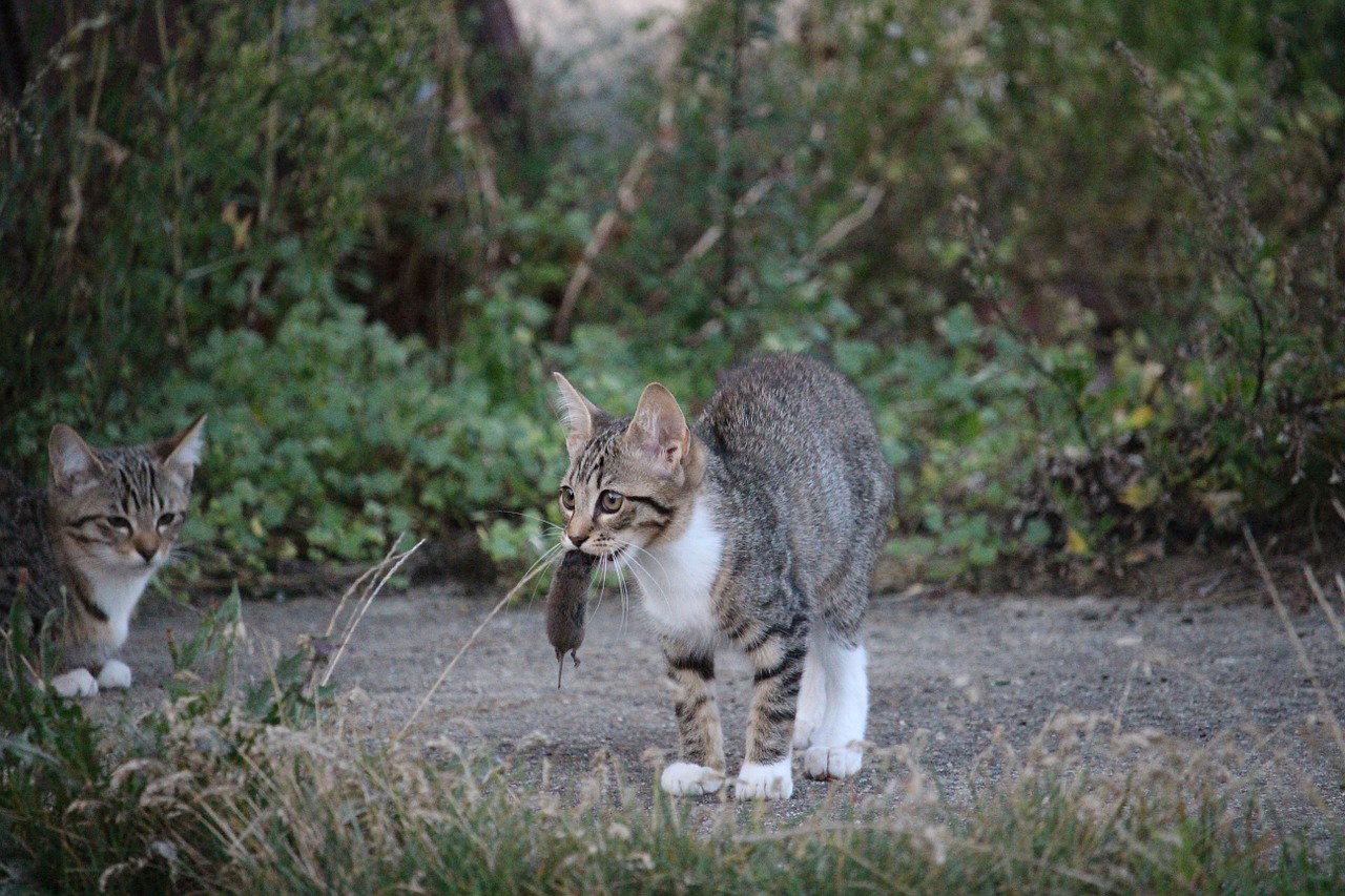 猫がネズミを狩る 持ってくる理由は ネズミを食べる危険性と対処法について