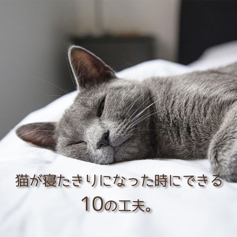 猫が寝たきりになった時にできる10の工夫 ご飯を食べない 水を飲めない時は