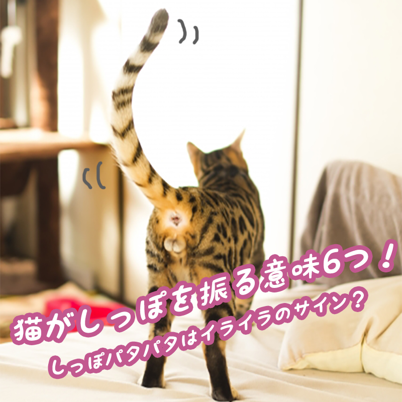 猫が喜ぶ撫で方５つのコツ 上手に撫でる方法教えます