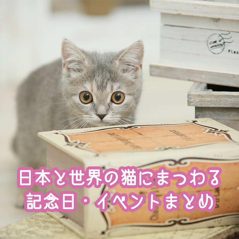 【2021】猫の日はいつ？日本と世界の猫にまつわる記念日・イベントまとめ