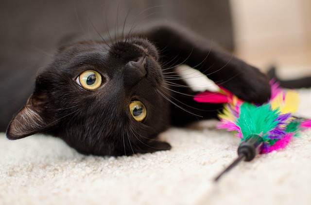 カラフルなおもちゃで遊ぶ黒猫