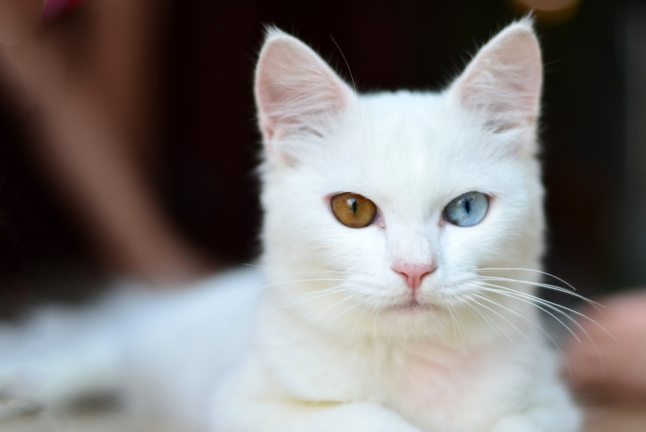 キトンブルーとは？子猫の目の色が青い理由と変化するしくみ