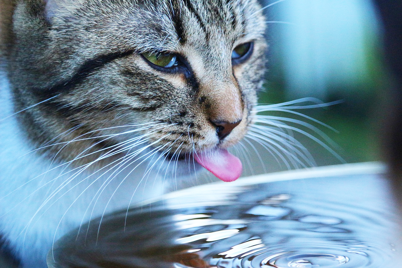 猫 水 を たくさん 飲む