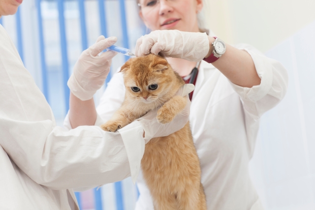 獣医師監修 猫クラミジアの症状 原因 治療法は 使用する薬や検査方法は