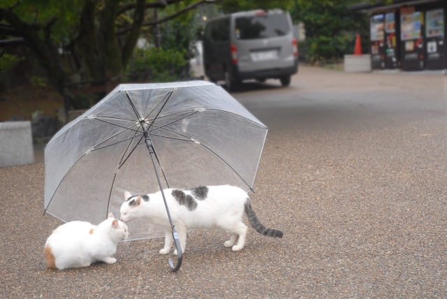傘の下の野良猫