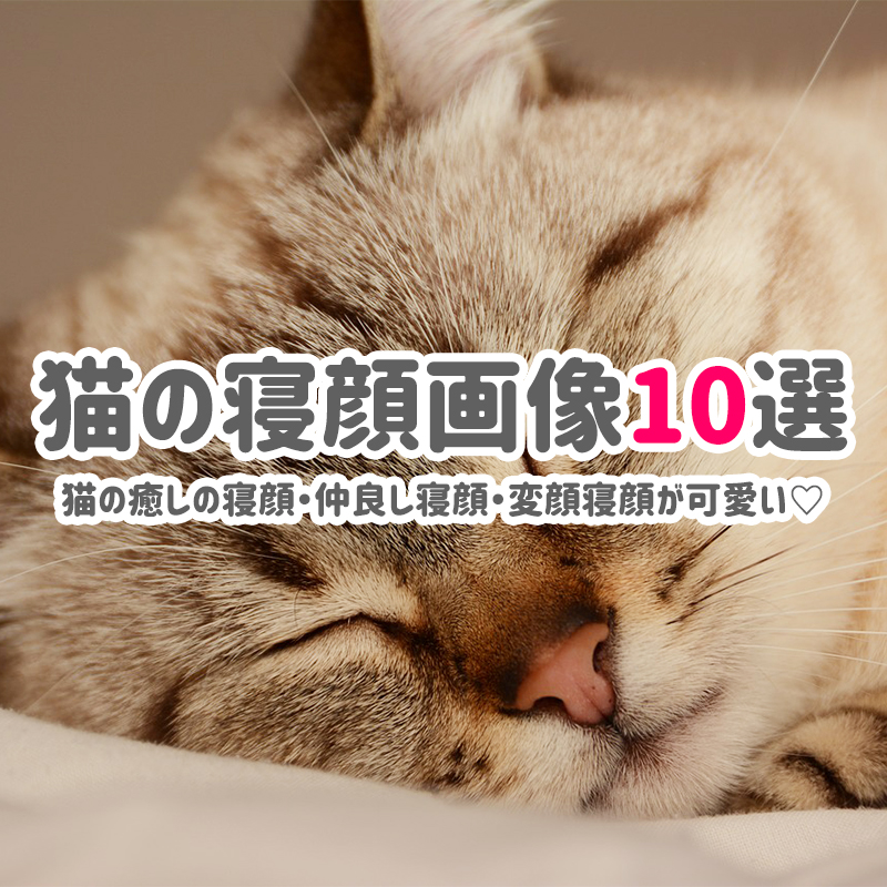 猫の寝顔画像10選 猫の癒しの寝顔 仲良し寝顔 変顔寝顔が可愛い