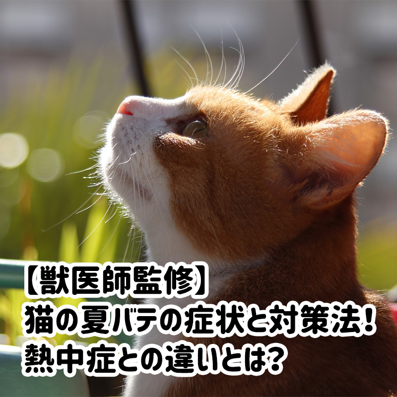 【獣医師監修】猫の夏バテの症状と対策法！熱中症との違いとは？