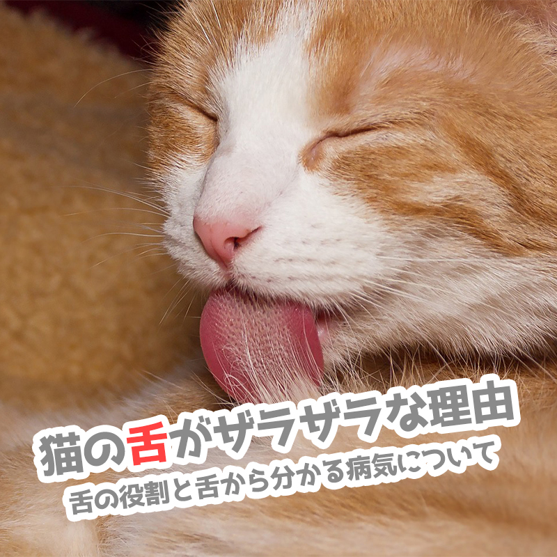 猫の舌がザラザラな理由とは？舌の役割と舌から分かる病気について