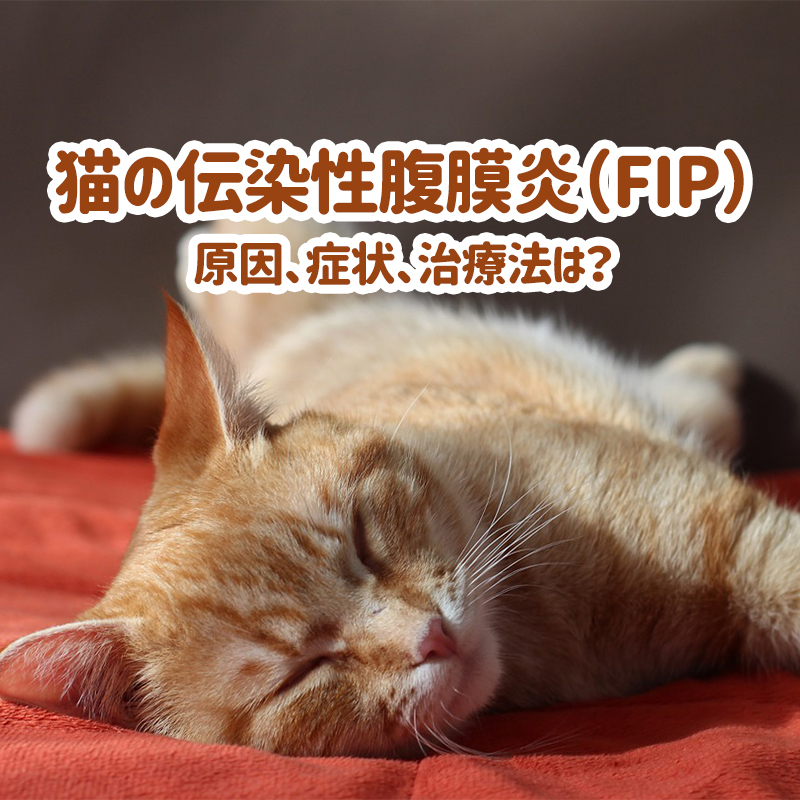 【獣医師監修】猫の伝染性腹膜炎（FIP）の原因、症状、治療法は？他の猫にうつる？