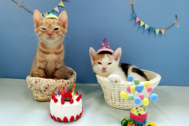 猫用ケーキおすすめ5選 安全なケーキの選び方と注意点について