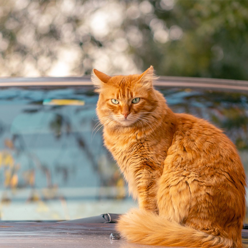 【猫バンバン】猫が車のボンネット下のエンジンルームに入る理由と対処法、対策は？