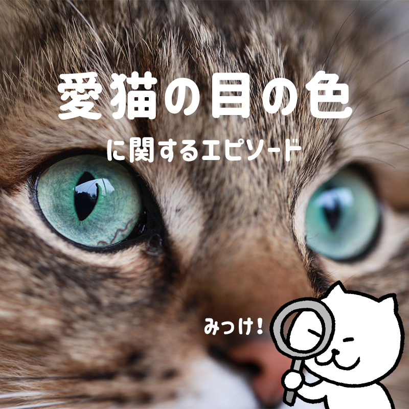【ペッスマみっけ隊】みんなの愛猫の目の色に関するエピソードをご紹介♪