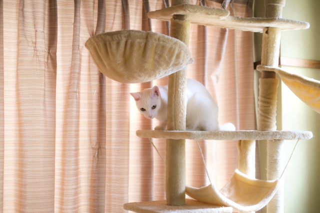 キャットタワーに乗っている白猫