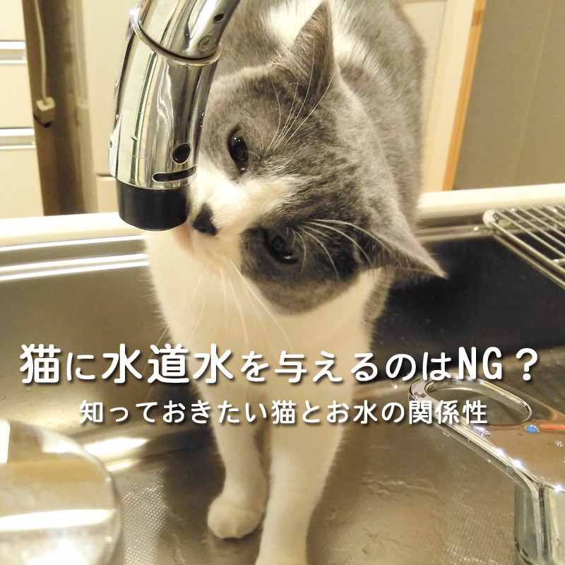 猫に水道水を与えるのはNG？知っておきたい猫とお水の関係性