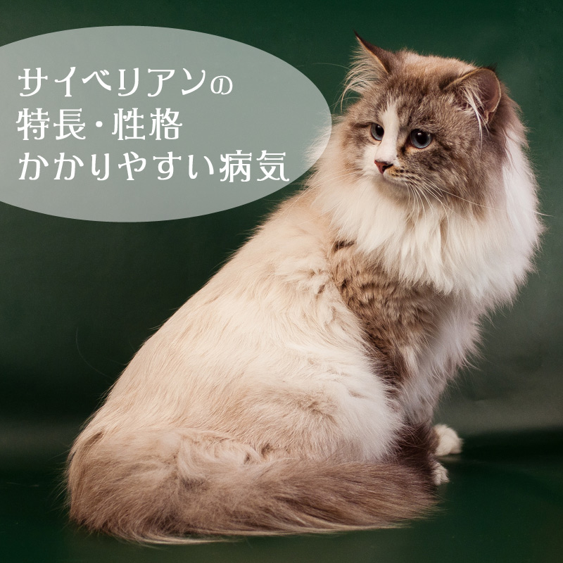 サイベリアンってどんな猫 特徴や性格 かかりやすい病気など 猫の総合情報サイト ペットスマイルニュースforネコちゃん