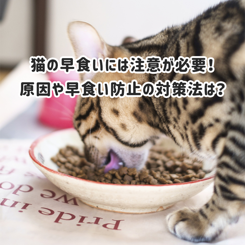猫の早食いには注意が必要 原因や早食い防止の対策法は